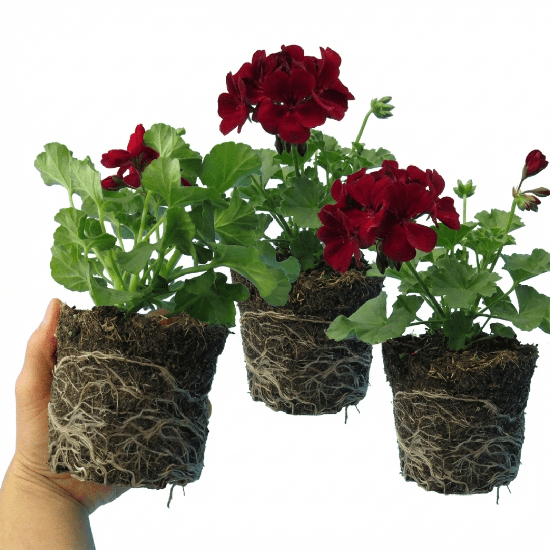 Set of 6 Large Plants-Geranium Calliope Dark Red, Ready To Plant In Your Garden - Frankton's