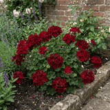 Set of 6 Large Plants-Geranium Calliope Dark Red, Ready To Plant In Your Garden - Frankton's