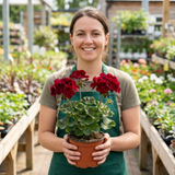 Set of 6 Large Plants-Geranium Calliope Dark Red, Ready To Plant In Your Garden - Frankton's