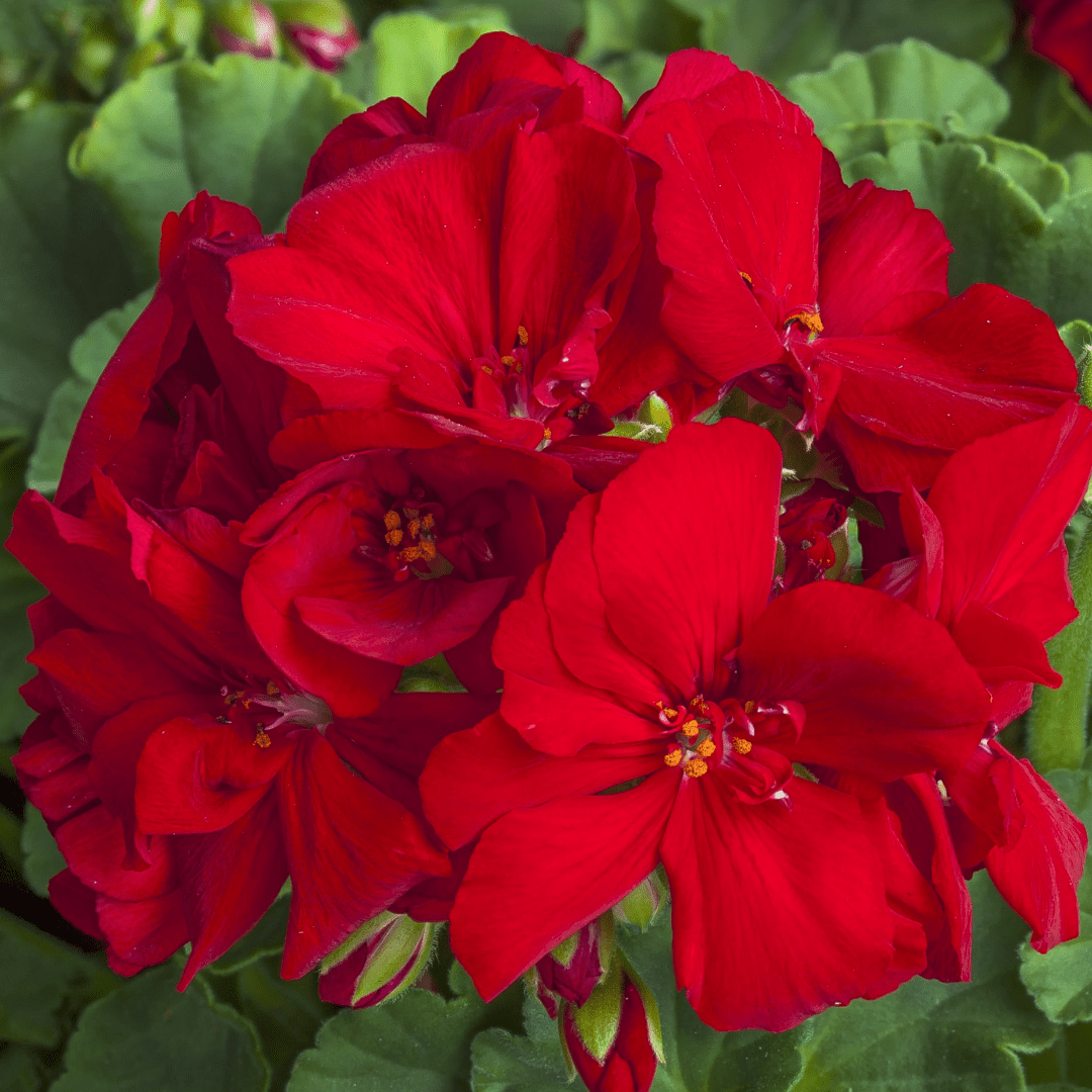Set of 6 Large Plants-Geranium Calliope Dark Red, Ready To Plant In Your Garden - Frankton's