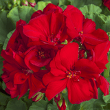 Set of 6 Large Plants-Geranium Calliope Dark Red, Ready To Plant In Your Garden - Frankton's