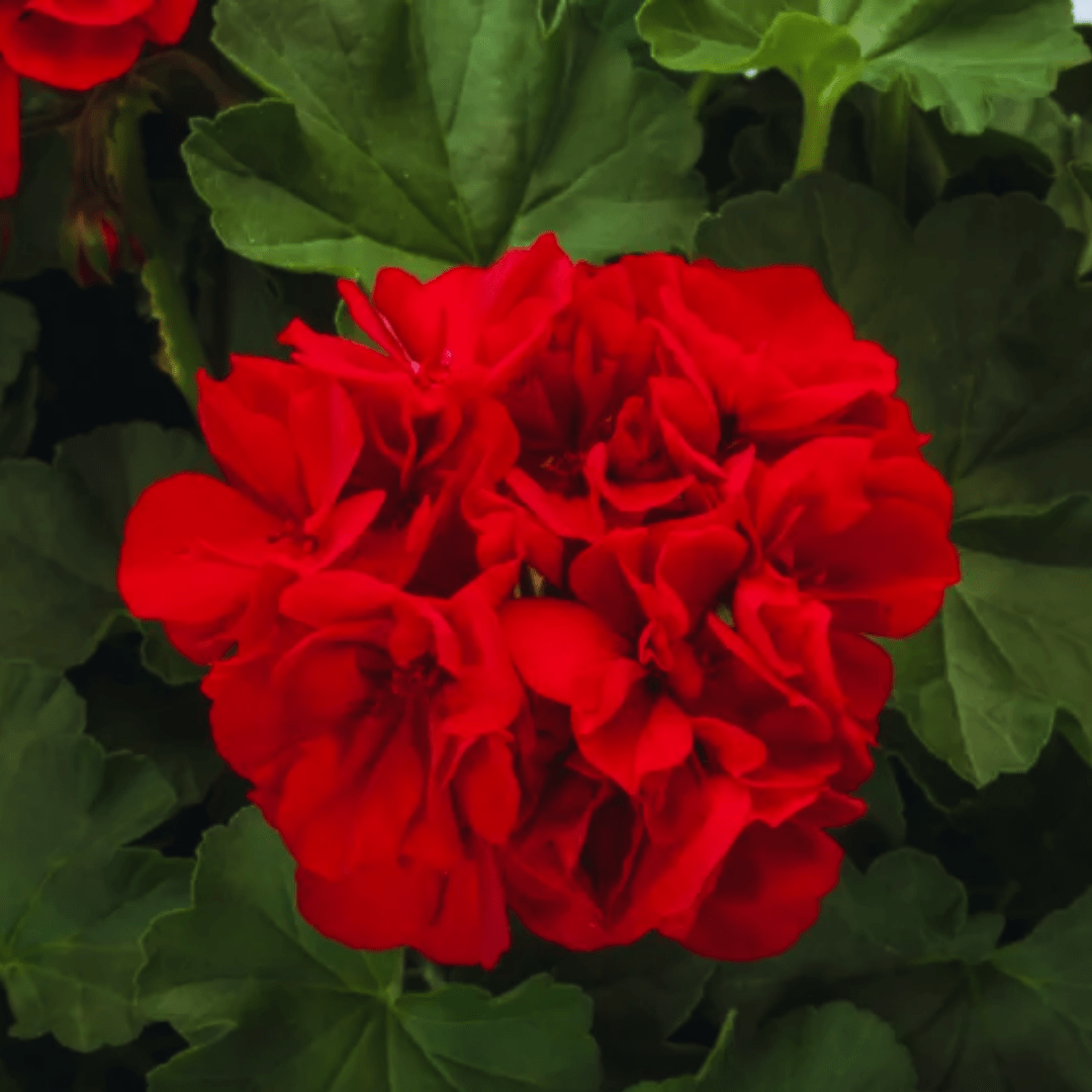 Set of 6 Large Plants-Geranium Calliope Dark Red, Ready To Plant In Your Garden - Frankton's