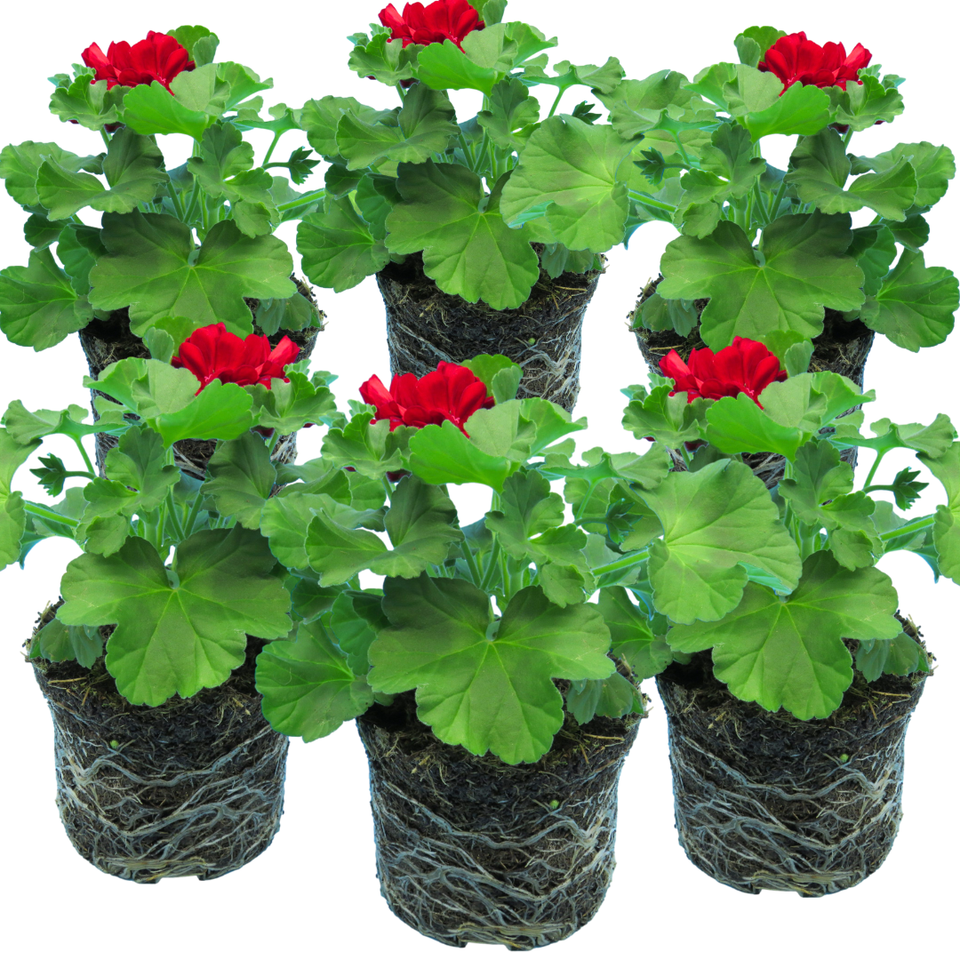 Set of 6 Large Plants-Geranium Calliope Dark Red, Ready To Plant In Your Garden - Frankton's