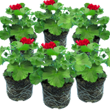 Set of 6 Large Plants-Geranium Calliope Dark Red, Ready To Plant In Your Garden - Frankton's