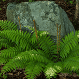 Shield Fern - Frankton's