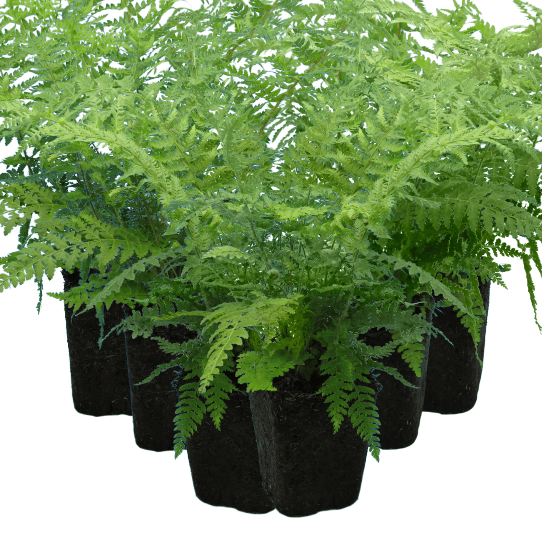 Shield Fern - Frankton's