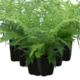 Shield Fern - Frankton's