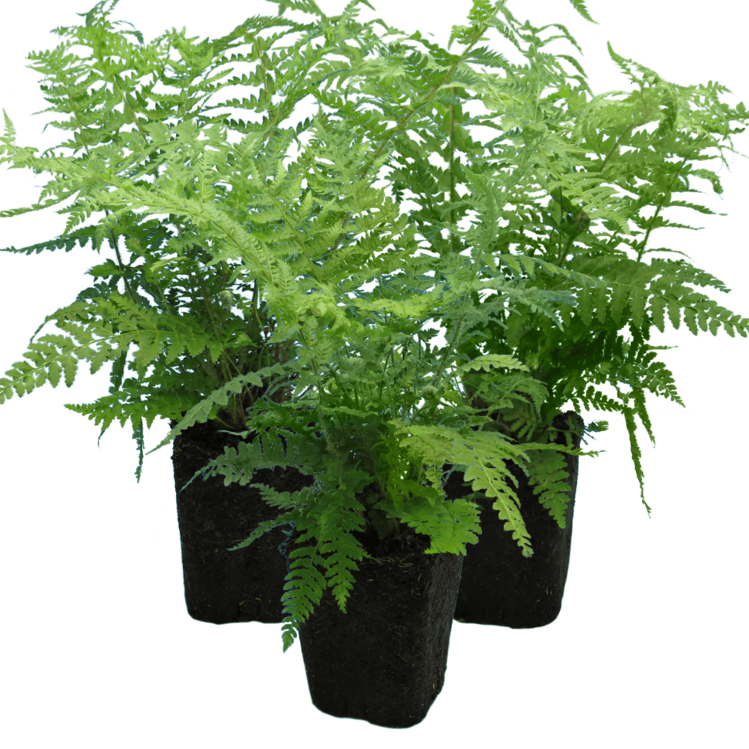 Shield Fern - Frankton's