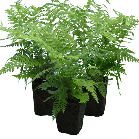 Shield Fern - Frankton's