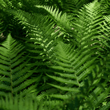 Shield Fern - Frankton's