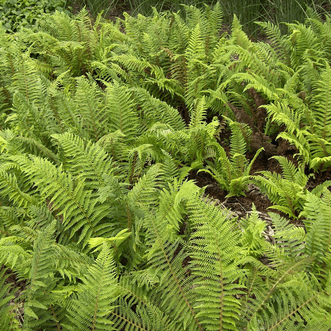 Soft Shield Fern Polystichum Setiferum & Herrenhausen - Frankton's