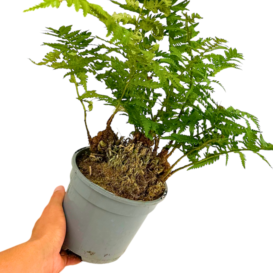Soft Shield Fern Polystichum Setiferum & Herrenhausen - Frankton's