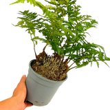 Soft Shield Fern Polystichum Setiferum & Herrenhausen - Frankton's