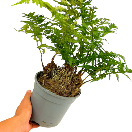 Soft Shield Fern Polystichum Setiferum & Herrenhausen - Frankton's