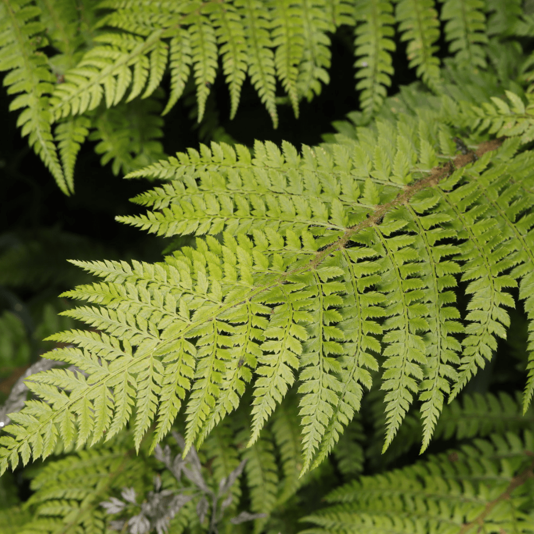 Soft Shield Fern Polystichum Setiferum & Herrenhausen - Frankton's