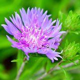 Stokesia Mel's Blue - Frankton's