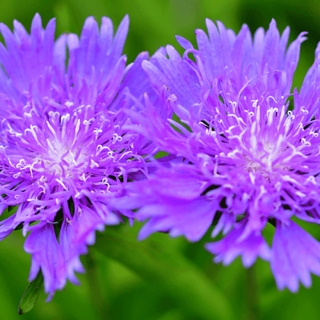 Stokesia Mel's Blue - Frankton's
