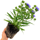 Stokesia Mel's Blue - Frankton's