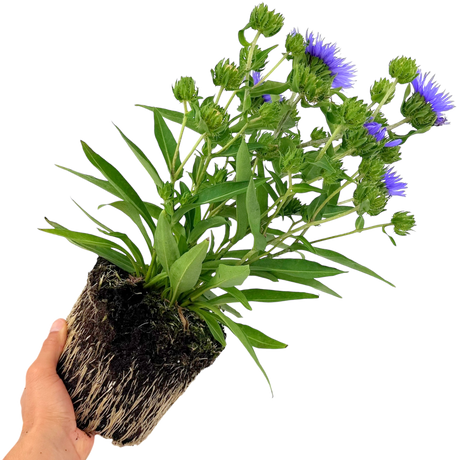 Stokesia Mel's Blue - Frankton's
