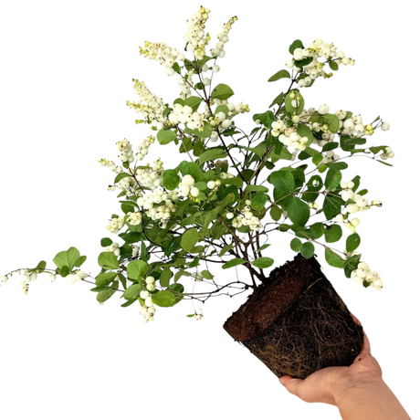 Symphoricarpos Magical Galaxy - Frankton's