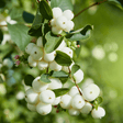 Symphoricarpos Magical Galaxy - Frankton's