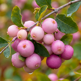 Symphoricarpos Magical Sweet - Frankton's