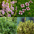 Thyme Growers Choice Mix - Frankton's