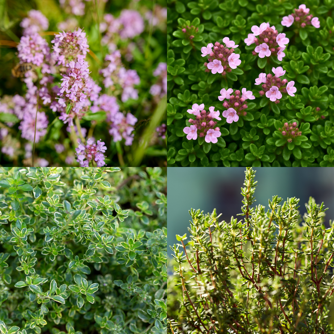 Thyme Growers Choice Mix - Frankton's