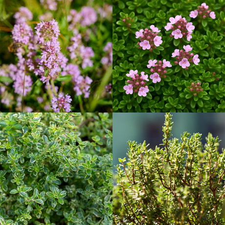 Thyme Growers Choice Mix - Frankton's