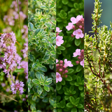 Thyme Growers Choice Mix - Frankton's