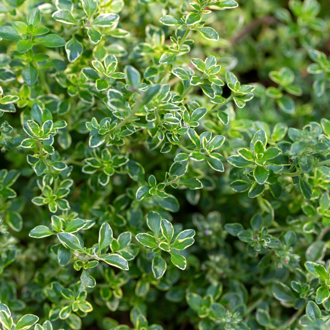 Thyme Lemon Variegated - Frankton's