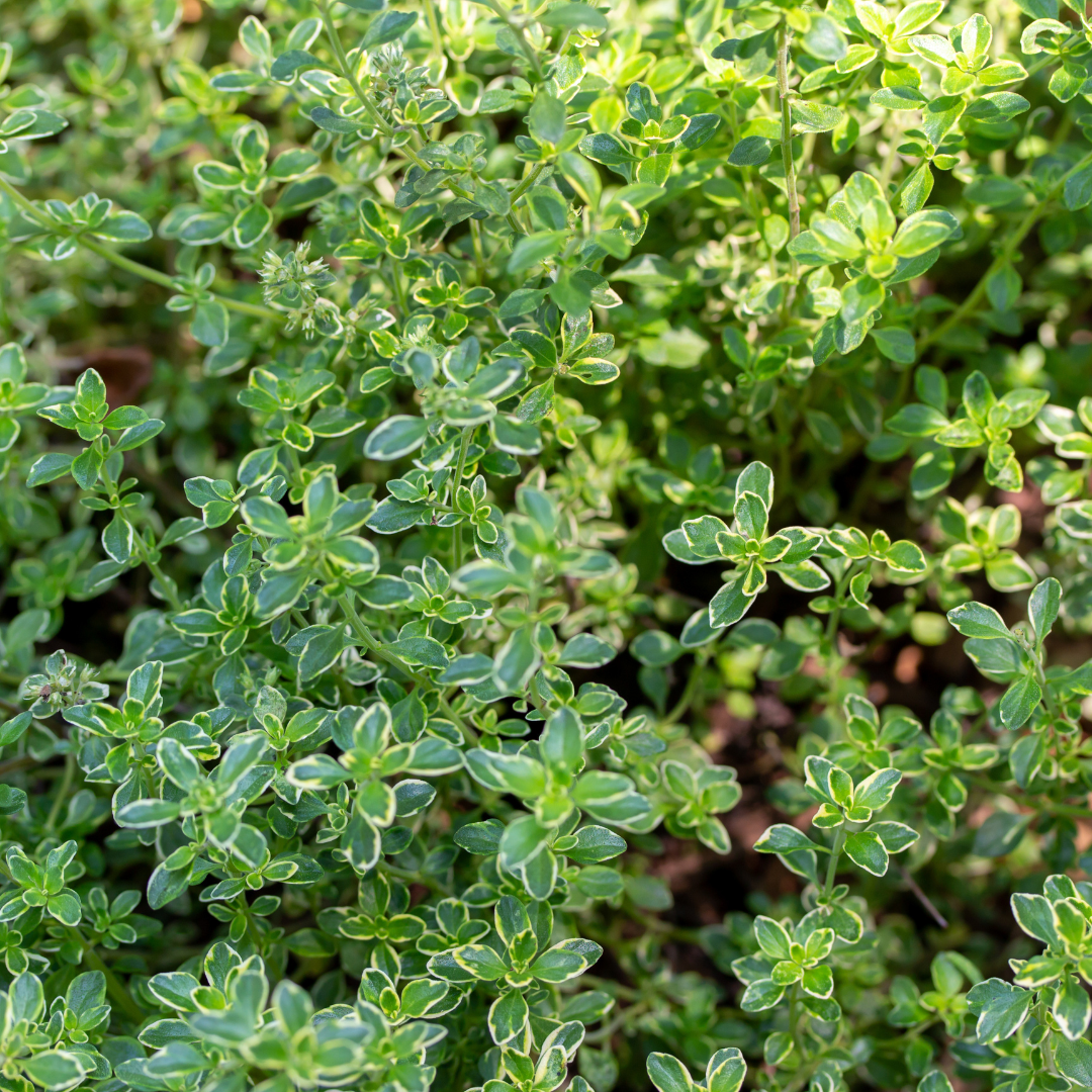 Thyme Lemon Variegated - Frankton's