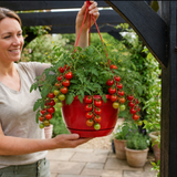 Tumbling Tom Red Tomato Hanging Basket Plants, 25cm Pots - Frankton's