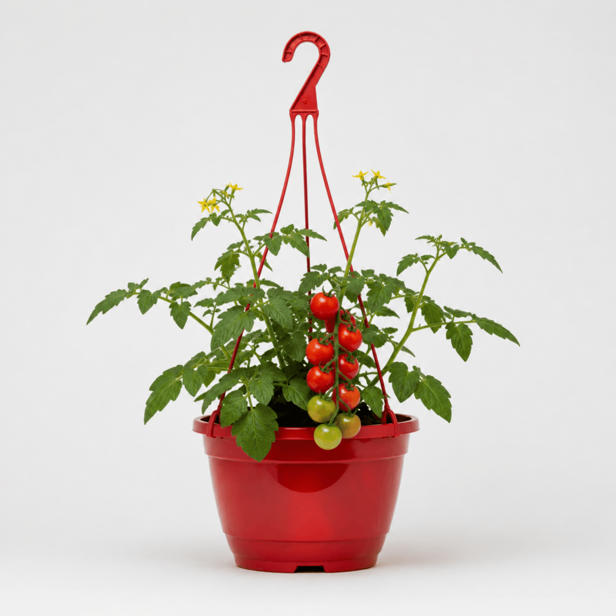Tumbling Tom Red Tomato Hanging Basket Plants, 25cm Pots - Frankton's