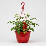 Tumbling Tom Red Tomato Hanging Basket Plants, 25cm Pots - Frankton's