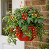 Tumbling Tom Red Tomato Hanging Basket Plants, 25cm Pots - Frankton's