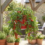 Tumbling Tom Red Tomato Hanging Basket Plants, 25cm Pots - Frankton's