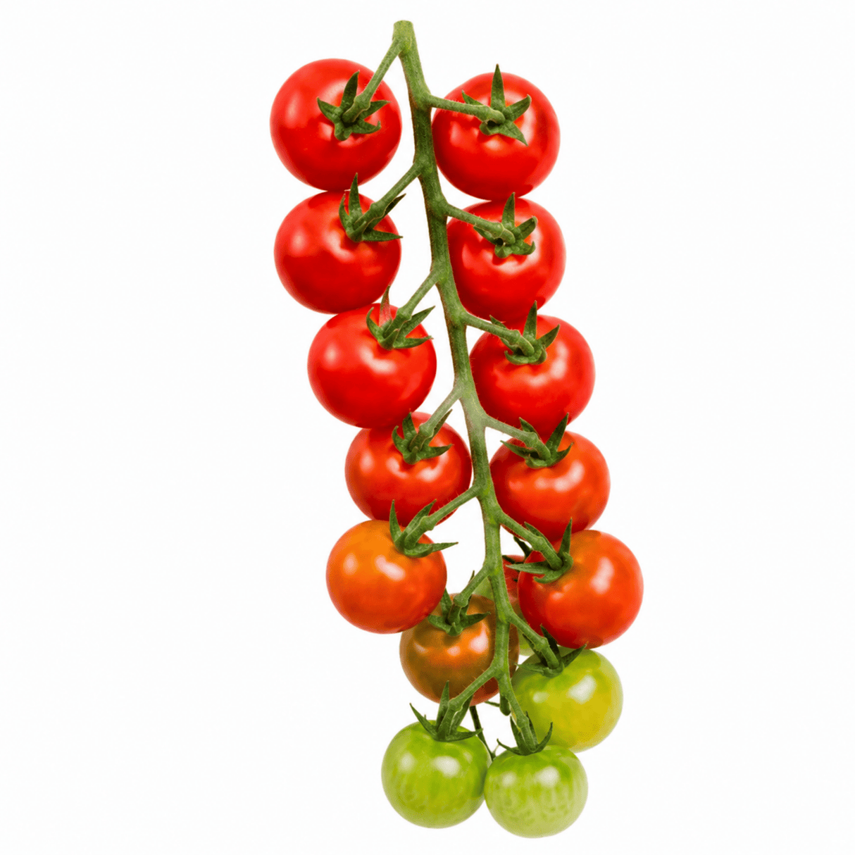 Tumbling Tom Red Tomato Hanging Basket Plants, 25cm Pots - Frankton's