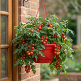Tumbling Tom Red Tomato Hanging Basket Plants, 25cm Pots - Frankton's