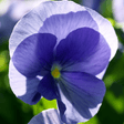Upright Pansy Delta Pro Clear Light Blue - Frankton's