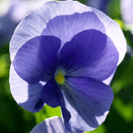 Upright Pansy Delta Pro Clear Light Blue - Frankton's