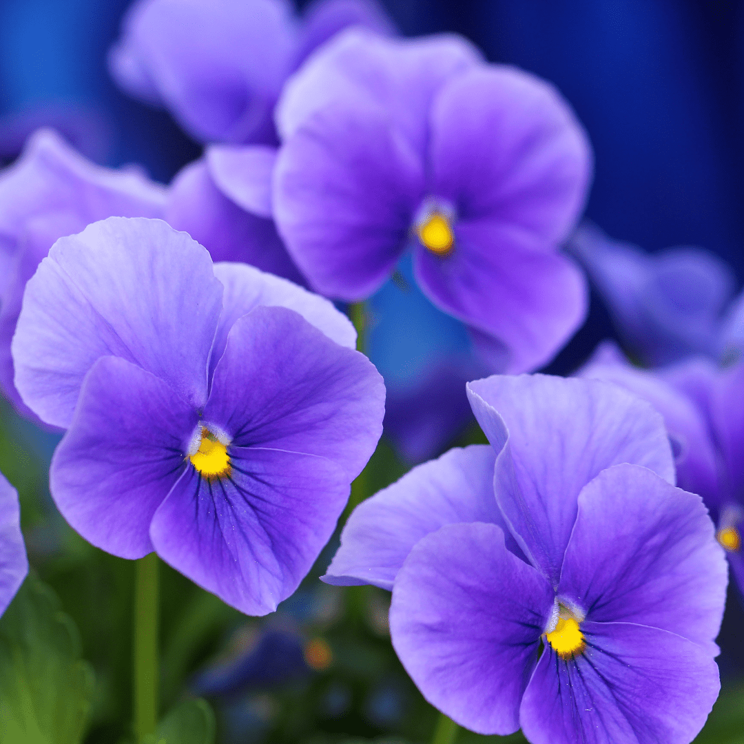 Upright Pansy Delta Pro Clear Light Blue - Frankton's
