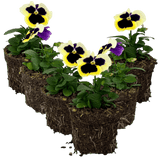 Upright Pansy Delta Pro Clear Light Blue - Frankton's