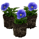 Upright Pansy Delta Pro Clear Light Blue - Frankton's