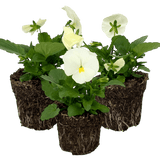 Upright Pansy Delta Pro Clear White - Frankton's