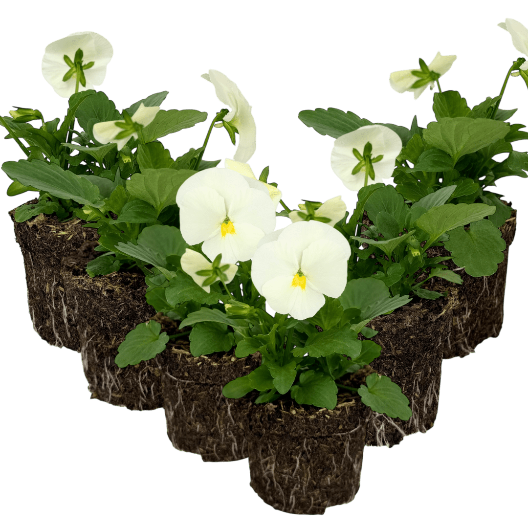 Upright Pansy Delta Pro Clear White - Frankton's