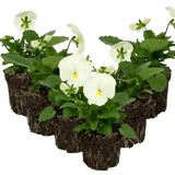 Upright Pansy Delta Pro Clear White - Frankton's