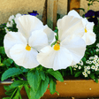 Upright Pansy Delta Pro Clear White - Frankton's