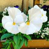 Upright Pansy Delta Pro Clear White - Frankton's