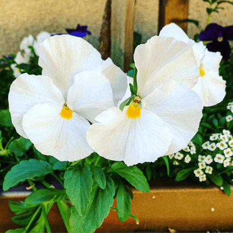 Upright Pansy Delta Pro Clear White - Frankton's